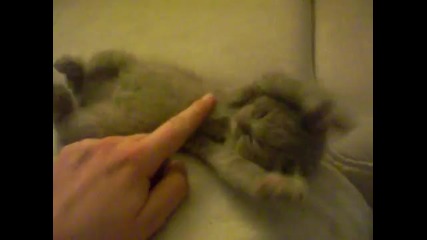 Cute dreaming kitty