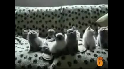10 сладки котешки моменти