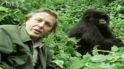 Sir David Attenborough - the story behind Life on Earth - Bbc 