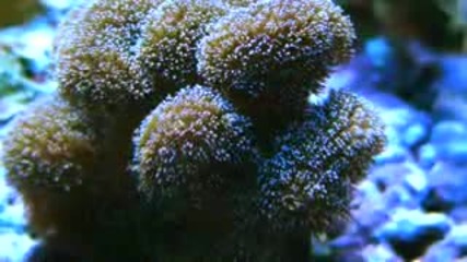 рифове - корали