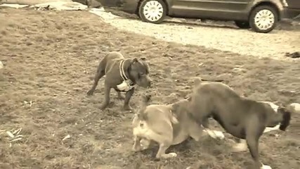 American Bully 