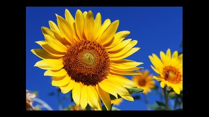 Boney M - Sunny (кавар)