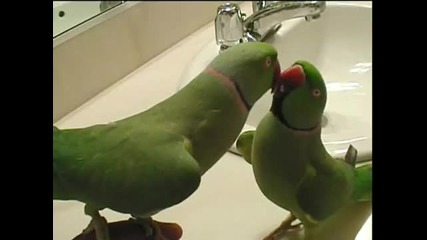 говорещи папагали