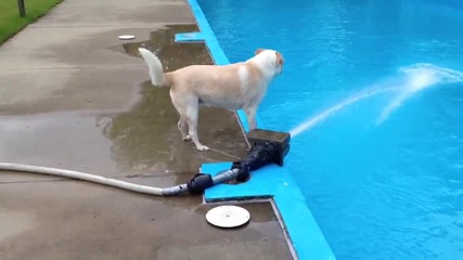 Моето куче не е най умното- се опитва да ухапе водна струя (смях