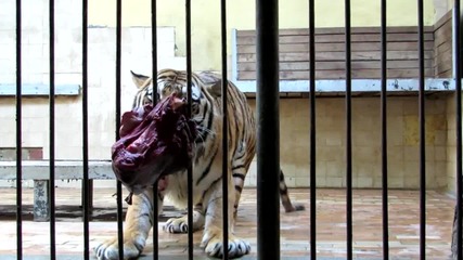 Тигър се опитва да се назакусва в Зоопарк София