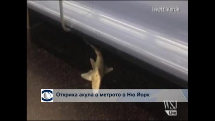 Акула в нюйоркското метро