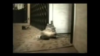 Мега Компилация Със Смешни Моменти На Котки.клипчето Не Е Краткотрайно Споко А Е Повече От 8 Минути 