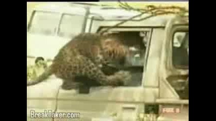 How Not To Release A Leopard