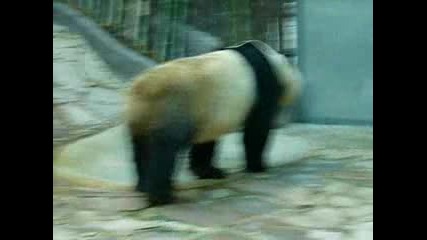 - Giant Panda 