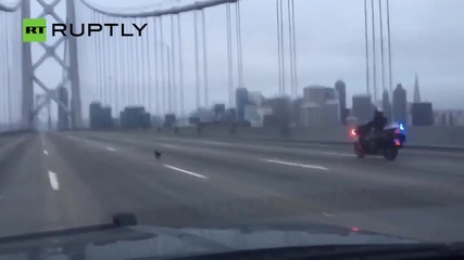 Chihuahua Leads San Francisco Police on Wild Dog Chase