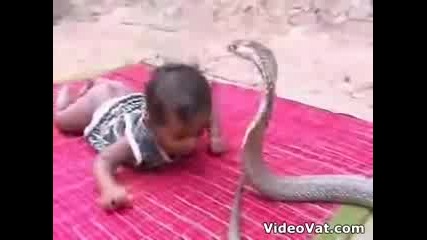 16+ Потресаващи кадри - бебе си играе с кобра