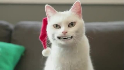 Котка пее Jingle Bells