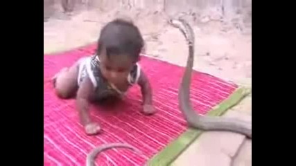 Бебе срещу кобра - не е за хора със слаби сърца 