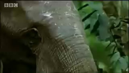 Bbc Jungle - Elephants in the Congo, the rumble in the jungle 