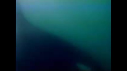 Shark attacked by great white - как косатката напада