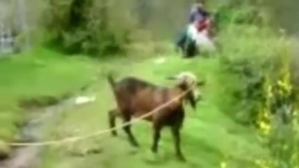 Goats Yelling Like Humans Compilation
