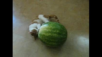 Котка се бори с диня