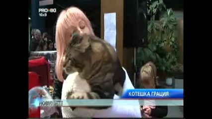 Най Големите Котки В Света