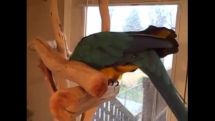 Папагал се смее заразително