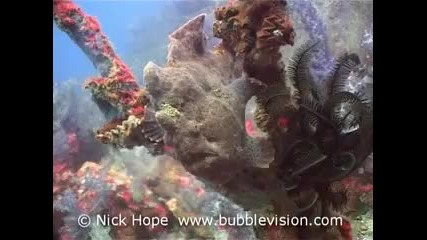 Морски обитатели Giant Anglerfish 