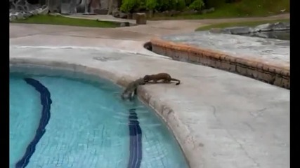 Невестулка се опитва да извади давещ се заек от басейн