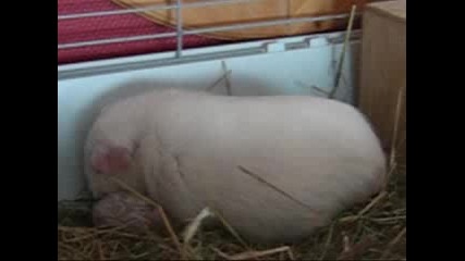 Guinea Pig Giving Birth