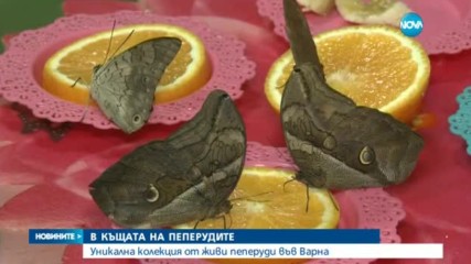 В КЪЩАТА НА ПЕПЕРУДИТЕ: Уникална колекция във Варна (ВИДЕО)