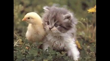 Сладки котета