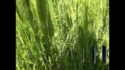 Пшеницата чудо „лимец“ - хит в чужбина