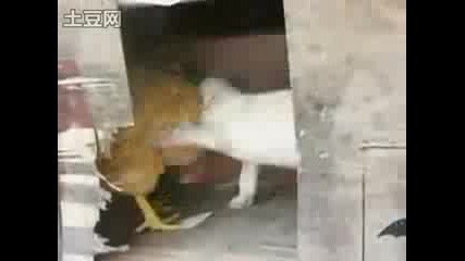 Куче си (играе) с кокошка 