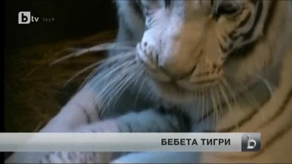 Зоопарк в Токио се сдоби с четирима малки ценни обитатели