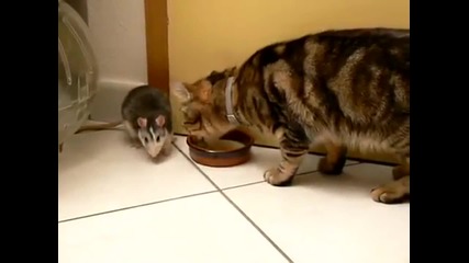 Мишка отмъква млякото на котка