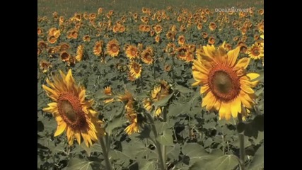 Nicu Alifantis - The Sunflower 