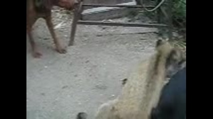 буги и чара