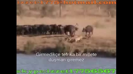 Afrika.flv