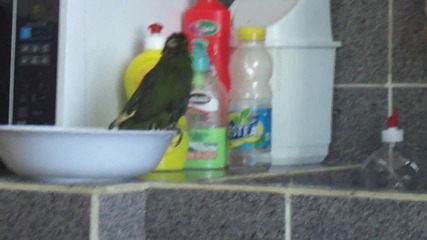 папагал се къпе