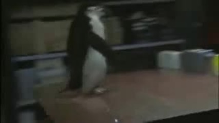 pingvin koito igrae ping pong