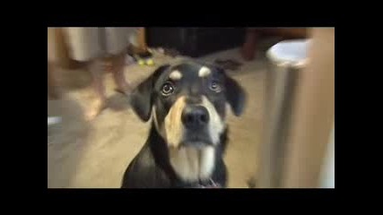 Introducing_Five_Awesome_Dogs