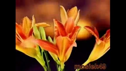 Hawaii Romantic Guitar - I Will Follow Him
