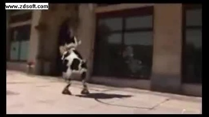 Crazy Cow I Like To Moo 