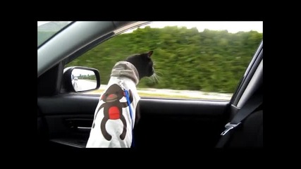 Тази котка май много обича да пътува