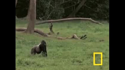 Горила срещу горила
