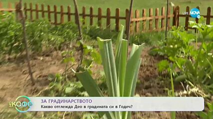 Какво хоби има Део? - „На кафе” (04.10.2021)