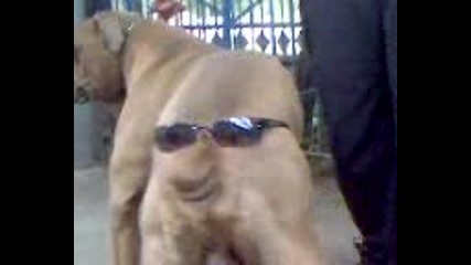 Куче С Очила На Задника - Смях