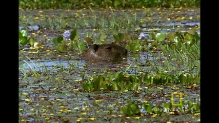 Best Anaconda Hunts