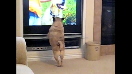 Куче гледа телевизия...