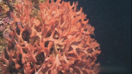 Рифовете - един необятен свят