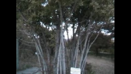 Дафиново Дърво
