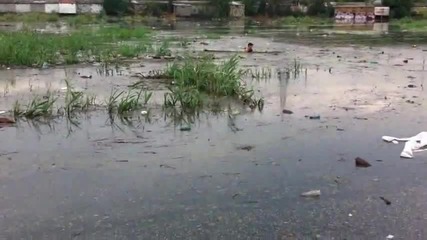 руснак спасява куче от удавяне
