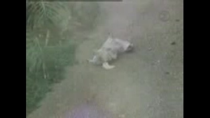 Лудо Куче